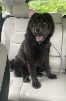 Rescue Chow Chow Dogs for Adoption in Indianapolis, Indiana - Myah | PetCurious
