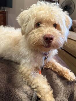 Gerald -  Havanese and Poodle Dog for Adoption in Skyline, Minnesota - Gerald | PetCurious