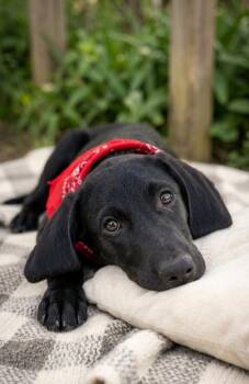 **HENNESSY** -  Black Labrador Retriever Dog for Adoption in North Prairie, Wisconsin - **HENNESSY** | PetCurious