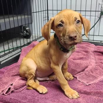 Mixed Breed and Redbone Coonhound Dogs Available for Adoption in Middleburg, Florida - Tafari 28449 (forest Green Collar) | PetCurious