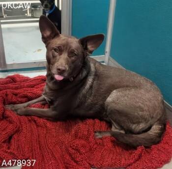 ELLIE MAY -  Australian Cattle Dog Blue Heeler Dog for Adoption in Oklahoma City, Oklahoma - ELLIE MAY | PetCurious