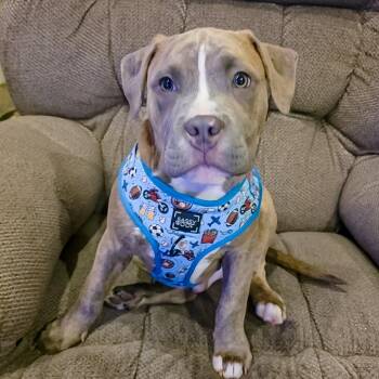 Staffordshire Bull Terrier Dogs Available for Adoption in Lufkin, Texas - Enzo | PetCurious