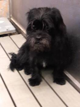 Oda -  Terrier Dog for Adoption in Mesquite, Nevada - Oda | PetCurious