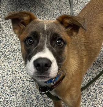 Nyla -  Black Mouth Cur Dog for Adoption in Golden, Colorado - Nyla | PetCurious