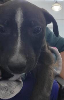 Rescue Mixed Breed Dogs for Adoption in Dallas, Texas - MULAN | PetCurious