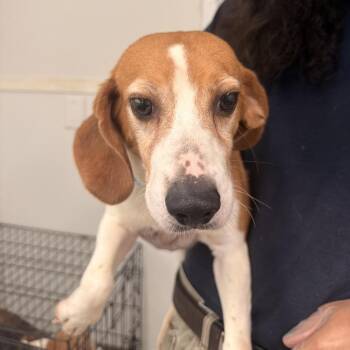 K661 aka Alaina - 8612 -  Beagle Dog for Adoption in Loxahatchee Groves, Florida - K661 Aka Alaina - 8612 | PetCurious