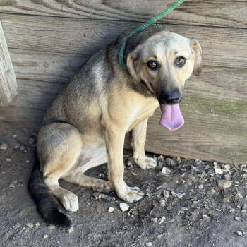 Rescue Shepherd Dogs for Adoption in Anahuac, Texas - Priya | PetCurious