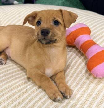 Adonis -  Chihuahua and Mixed Breed Dog for Adoption in Henderson, Nevada - Adonis | PetCurious