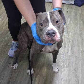 Blue -  Mixed Breed Dog for Adoption in Summerville, South Carolina - Blue | PetCurious