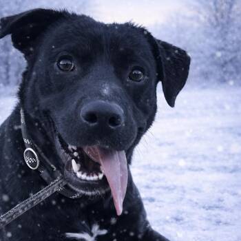 Black Labrador Retriever Dogs Available for Adoption - Brutus | PetCurious