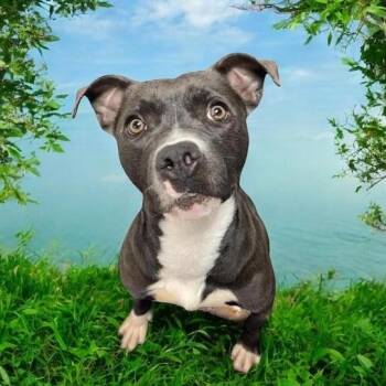 Rescue Mixed Breed Dogs for Adoption in Elyria, Ohio - Luna Moon GCI Trained Graduate!! | PetCurious