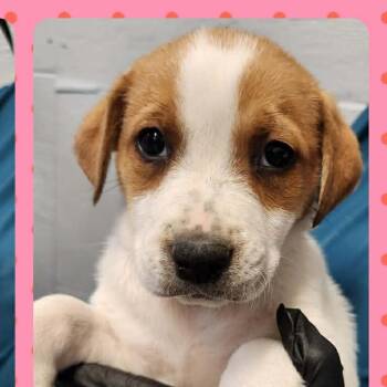 Labrador Retriever and Hound Dogs Available for Adoption in Tylertown, Mississippi - Jojo | PetCurious