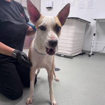 Pit Bull Terrier Dogs Available for Adoption - Stevie Nicks | PetCurious