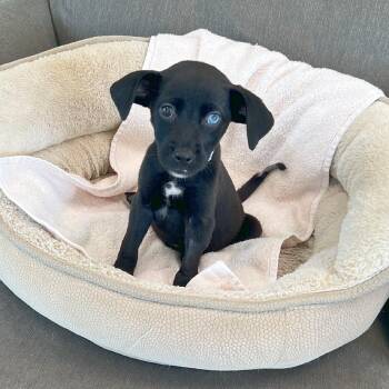 Penny -  Labrador Retriever and Mixed Breed Dog for Adoption in Lewisville, Texas - Penny | PetCurious
