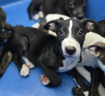 FANTA -  Mixed Breed Dog for Adoption in Dallas, Texas - FANTA | PetCurious