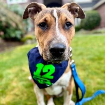 American Staffordshire Terrier and Pit Bull Terrier Dogs Available for Adoption - Bam Bam The 12th Pup | PetCurious