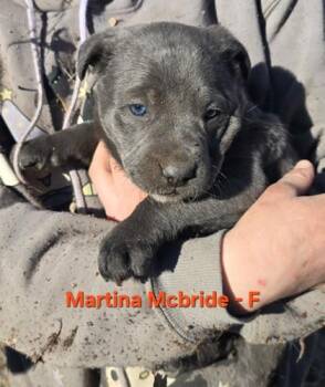 Mixed Breed Dogs Available for Adoption in Klamath Falls, Oregon - Martina McBride | PetCurious