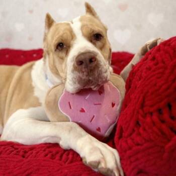 Pit Bull Terrier and American Staffordshire Terrier Dogs Available for Adoption - Lovely London Queen Of Naps And Belly-Rubs | PetCurious