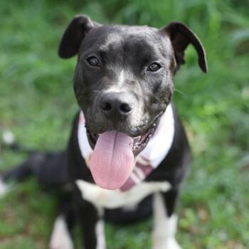 GUMBO -  American Staffordshire Terrier Dog for Adoption in San Antonio, Texas - GUMBO | PetCurious