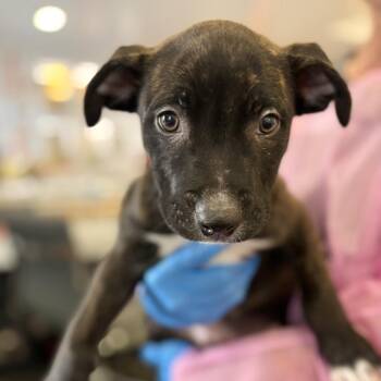 Lukaku -  Shepherd and Mixed Breed Dog for Adoption in Los Angeles, California - Lukaku | PetCurious