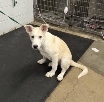 Siberian Husky and Mixed Breed Dogs Available for Adoption in Fort Worth, Texas - Willa | PetCurious