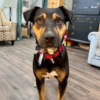 Papi Chulo De La Calle -  Rottweiler and Pit Bull Terrier Dog for Adoption in Friendswood, Texas - Papi Chulo De La Calle | PetCurious