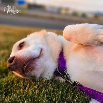 Thor -  Labrador Retriever and Pit Bull Terrier Dog for Adoption in Spokane, Washington - Thor | PetCurious