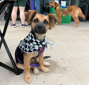 German Shepherd Dog Dogs Available for Adoption in Pflugerville, Texas - Hibiscus | PetCurious