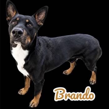 German Shepherd Dog and Mixed Breed Dogs Available for Adoption in Scottsdale, Arizona - Brando | PetCurious