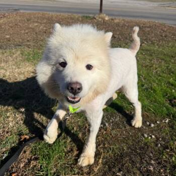 Rescue Samoyed Dogs for Adoption in Pittsburg, Kansas - Johnny | PetCurious