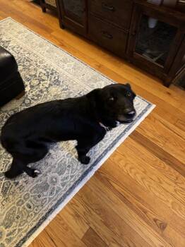 CD : Dolly -  German Shepherd Dog and Flat Coated Retriever Dog for Adoption in Aurora, Indiana - CD : Dolly | PetCurious