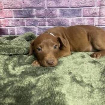 Labrador Retriever and Mixed Breed Dogs Available for Adoption in Fort Collins, Colorado - Canary | PetCurious