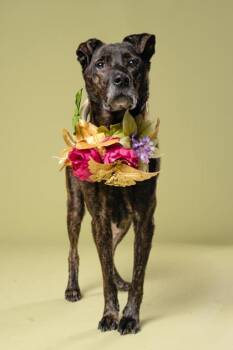 ALICE -  Dutch Shepherd and Mixed Breed Dog for Adoption in Atlanta, Georgia - ALICE | PetCurious