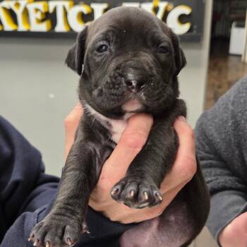 Terrier Dogs Available for Adoption in St. Louis, Missouri - Altar | PetCurious