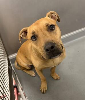 NOEL -  German Shepherd Dog Dog for Adoption in Ontario, California - NOEL | PetCurious