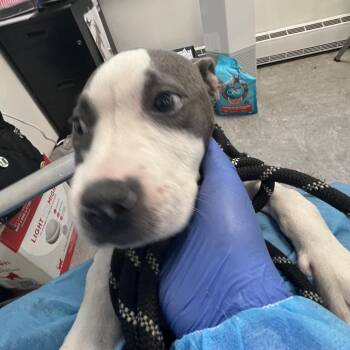 Bbgirl -  Pit Bull Terrier Dog for Adoption in Philadelphia, Pennsylvania - Bbgirl | PetCurious