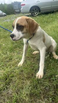 Terrier Dogs Available for Adoption in Wetumpka, Alabama - 260560  Pooch | PetCurious