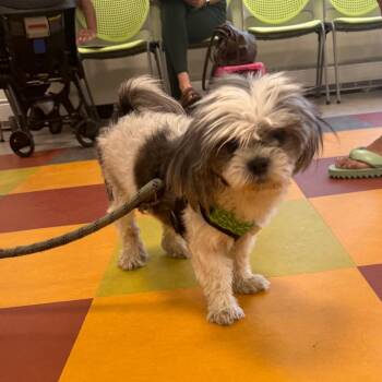 Churro -  Mixed Breed Dog for Adoption in Philadelphia, Pennsylvania - Churro | PetCurious