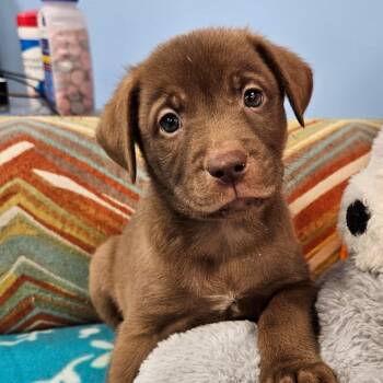 Josephine -  Mixed Breed Dog for Adoption in Huntsville, Alabama - Josephine | PetCurious