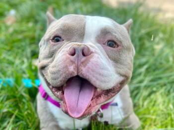 American Bully Dogs Available for Adoption in Detroit, Michigan - Hambone | PetCurious