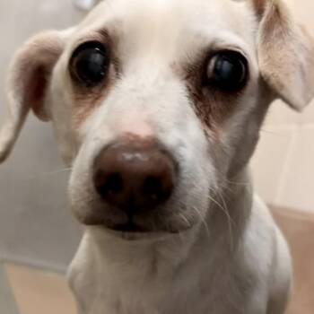 Munster -  Dachshund and Mixed Breed Dog for Adoption in Reno, Nevada - Munster | PetCurious