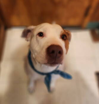 Rescue American Staffordshire Terrier and Pit Bull Terrier Dogs for Adoption in Battle Ground, Washington - Bonnie | PetCurious