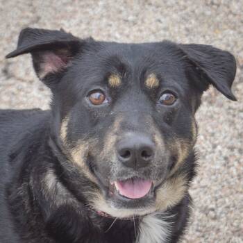 Beauceron and German Shepherd Dog Dogs Available for Adoption in Huntley, Illinois - Lady Ophelia | PetCurious