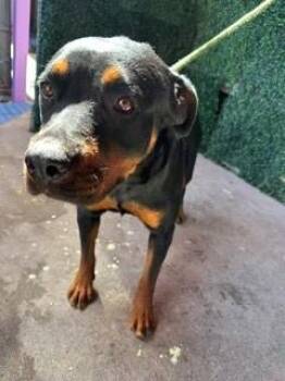 Oxana -  Rottweiler and Mixed Breed Dog for Adoption in El Paso, Texas - Oxana | PetCurious