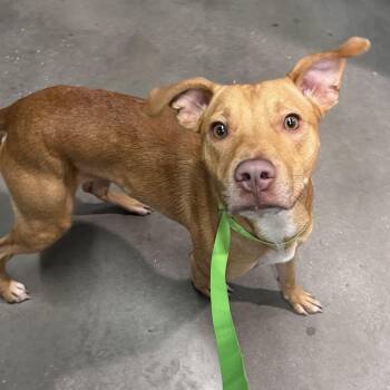 Red -  Labrador Retriever and Shepherd Dog for Adoption in Tampa, Florida - Red | PetCurious