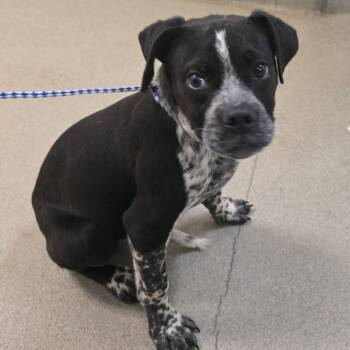 Rescue Australian Cattle Dog Blue Heeler and Pit Bull Terrier Dogs for Adoption in Lynchburg, Virginia - Knight | PetCurious