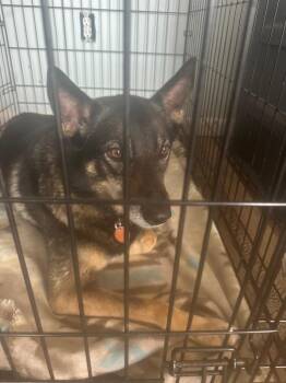 Pattie -  Husky Dog for Adoption in Pine Grove, Pennsylvania - Pattie | PetCurious
