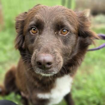 Australian Shepherd and Border Collie Dogs Available for Adoption in Boerne, Texas - Darcy | PetCurious
