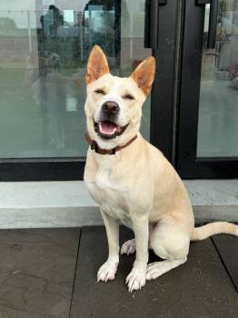 DOOYOO" -  Jindo Dog for Adoption in Springfield, Virginia - DOOYOO" | PetCurious