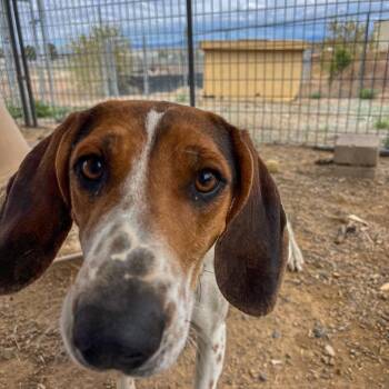Hound Dogs Available for Adoption in Taos, New Mexico - Faye | PetCurious